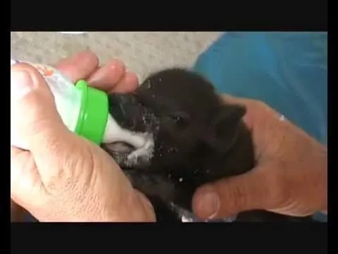 El cerdito vietnamita enano más bonito de todos los animales ...