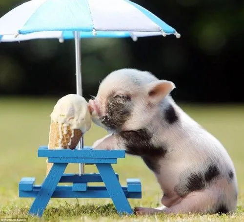 Cerditos (Mini Pigs) como mascotas: Todo lo que debes saber sobre ...