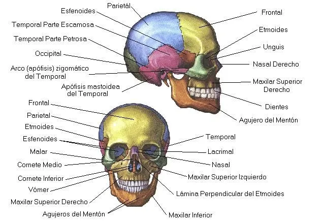 cerebritas: CRANEO