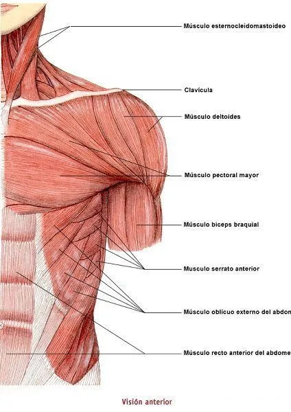 cerebritas: MUSCULOS DEL TRONCO (CARA ANTERIOR)