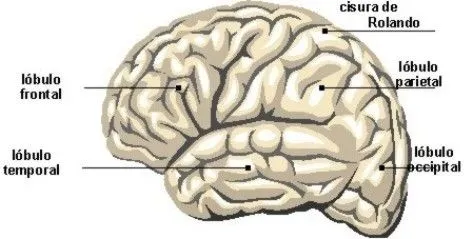 Cerebro