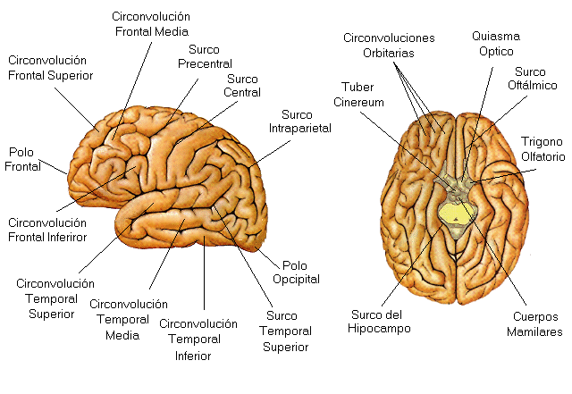 Cerebro y ACV | El Blog de Fatouh