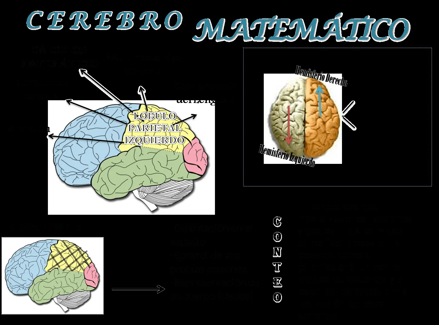 CEREBRO ADOLESCENTE: Matemáticas en el cerebro