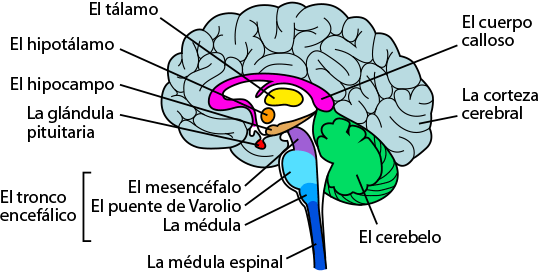 Qué hay en tu cerebro? | ASU - Ask A Biologist