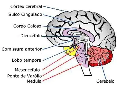 Cérebro Humano - Anatomia do Sistema Nervoso Central - InfoEscola