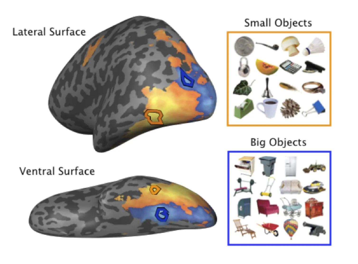 Nuestro cerebro organiza los objetos por su tamaño | Prueba y Error