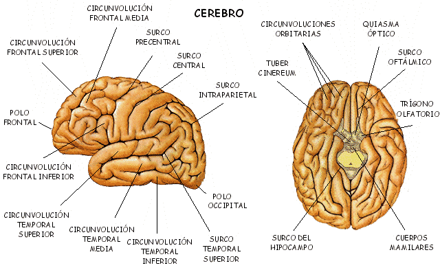 Los dos cerebros y cómo empezar a utilizar el cerebro innato ~ El ...