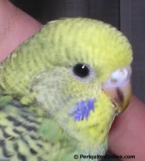 Cereos periquitos hembras - Periquitosonline.com