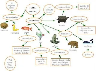 cereza: los animales invertebrados