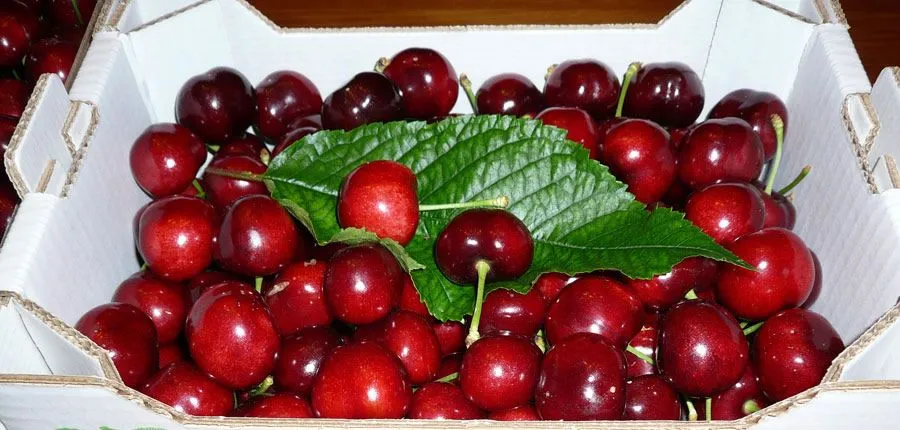 Cereza - Cherry - Cerises - Venta cerezas on line