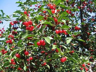 Cerezas:Antioxidantes y anticancerígenas - Taringa!