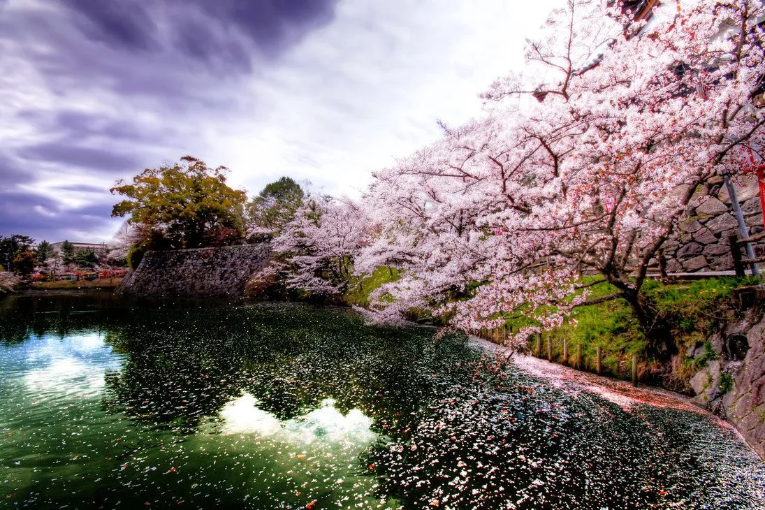 Cerezo en flor (Sakura) ~ Caifaness