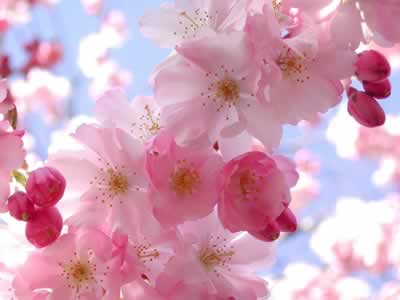 Cerezo para el jardín - Jardineria