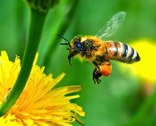 La Chachipedia: Las abejas