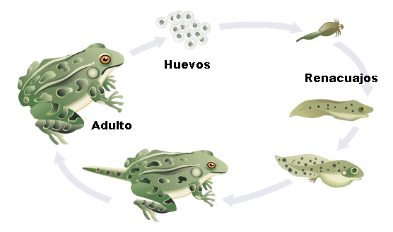 La Chachipedia: Anfibios