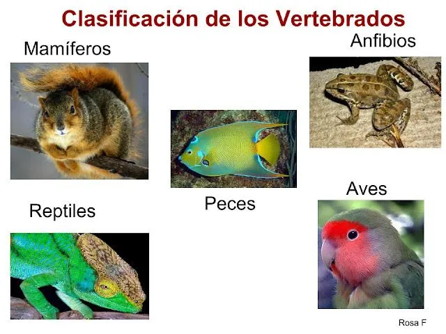 La Chachipedia: Vertebrados