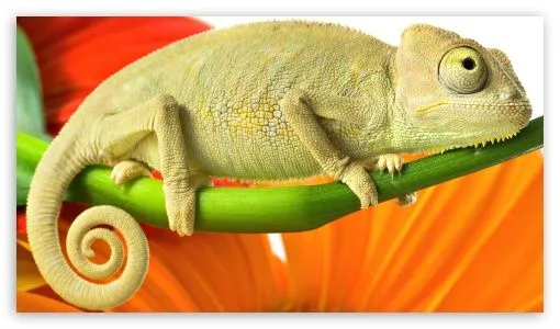 Chameleon HD desktop wallpaper : High Definition : Mobile