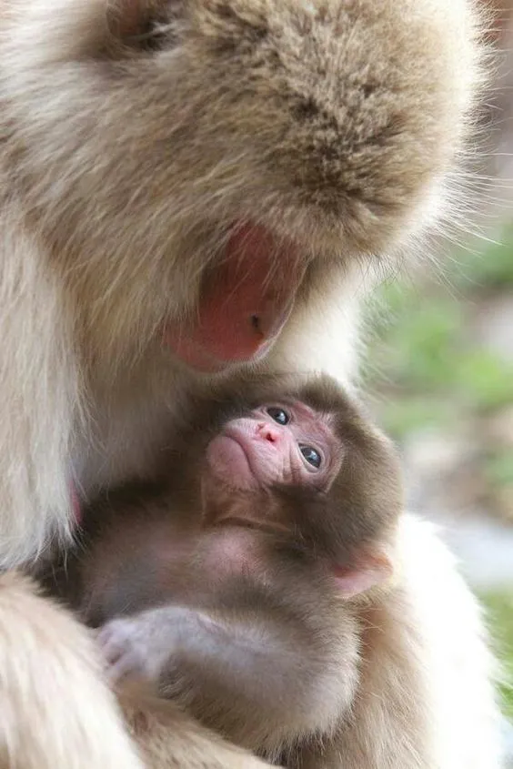 Changuito bebé | Changuitos Bebes | Pinterest | Beautiful, Mamá y Amor