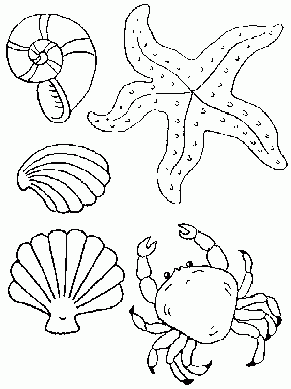 Chão de Giz Artesanatos: Riscos de Conchas do Mar