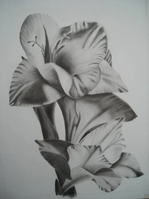 Charcoal drawing flower Gladiolus | Art | Pinterest