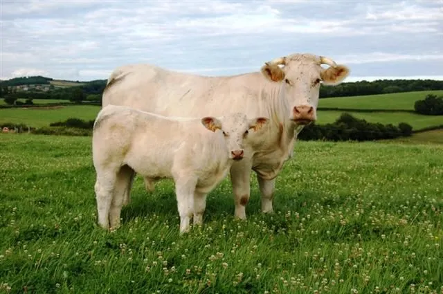 Charolais cattle - Wikipedia, the free encyclopedia