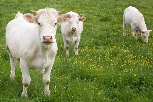 Charolais Cows near Charolle in France – QUILLCARDS BLOG