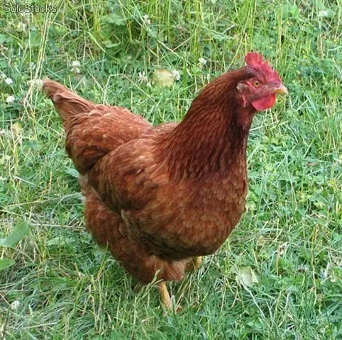 CHE BOLLE IN PENTOLA?: FIABE DI LUNA: LE TRE GALLINE