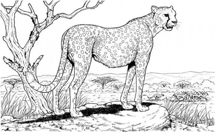 Cheetah para colorear - Imagui