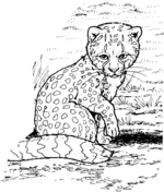 Cheetah coloring pages | Super Coloring