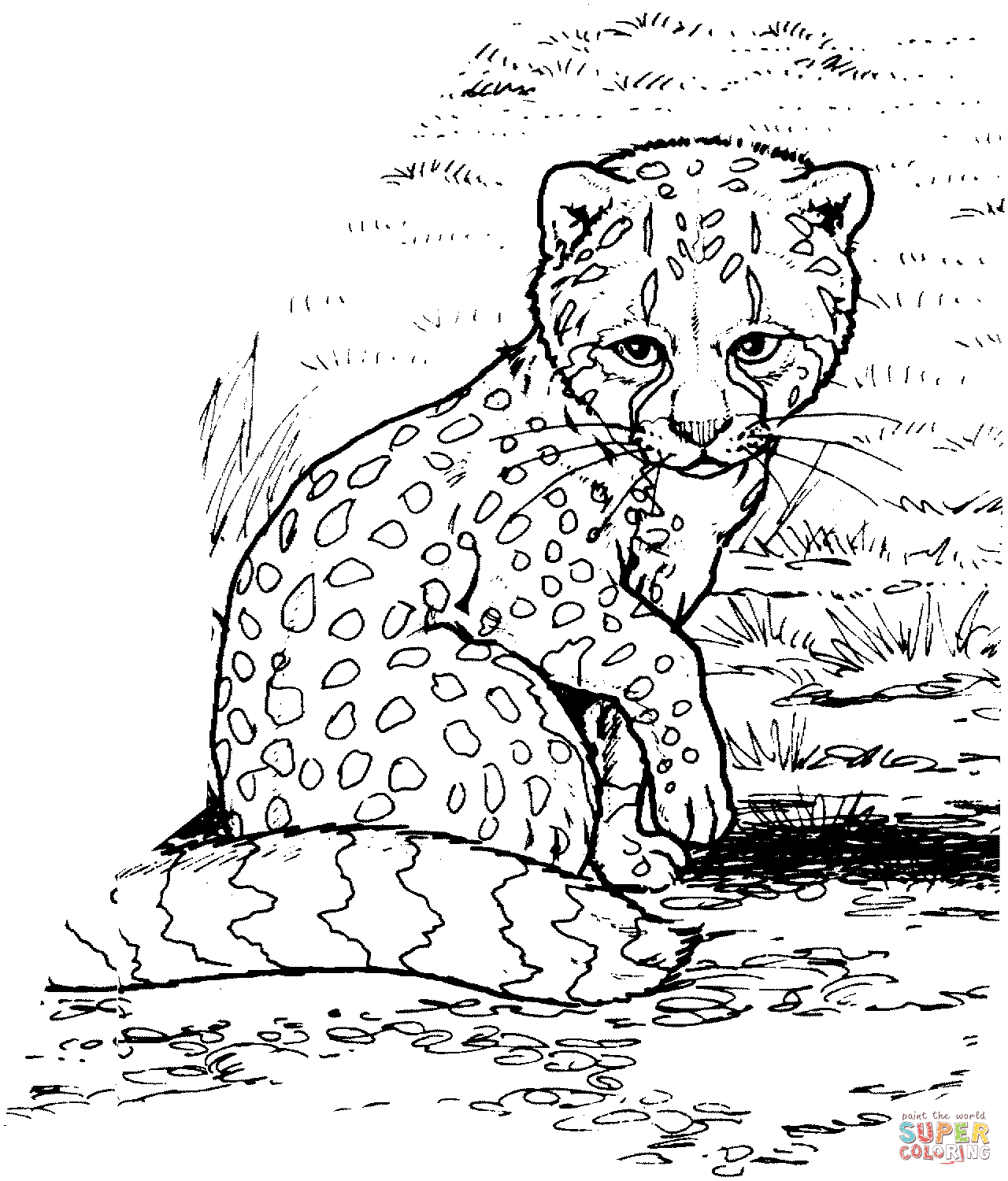 Cheetah coloring pages | SuperColoring.com