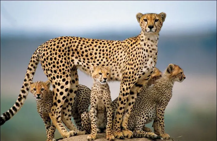 Cheetah Family - Wild Animals Image (4073980) - Fanpop