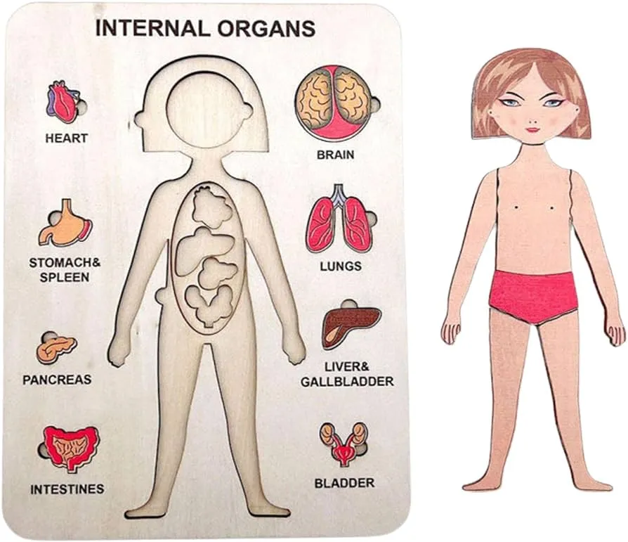 Chenfly Madera para niños | Rompecabezas educativos Madera,Rompecabezas del Cuerpo  Humano Juego Preescolar para Aprender Las Partes del Cuerpo Humano para  niños 3 a 6 años : Amazon.com.mx: Juguetes y Juegos