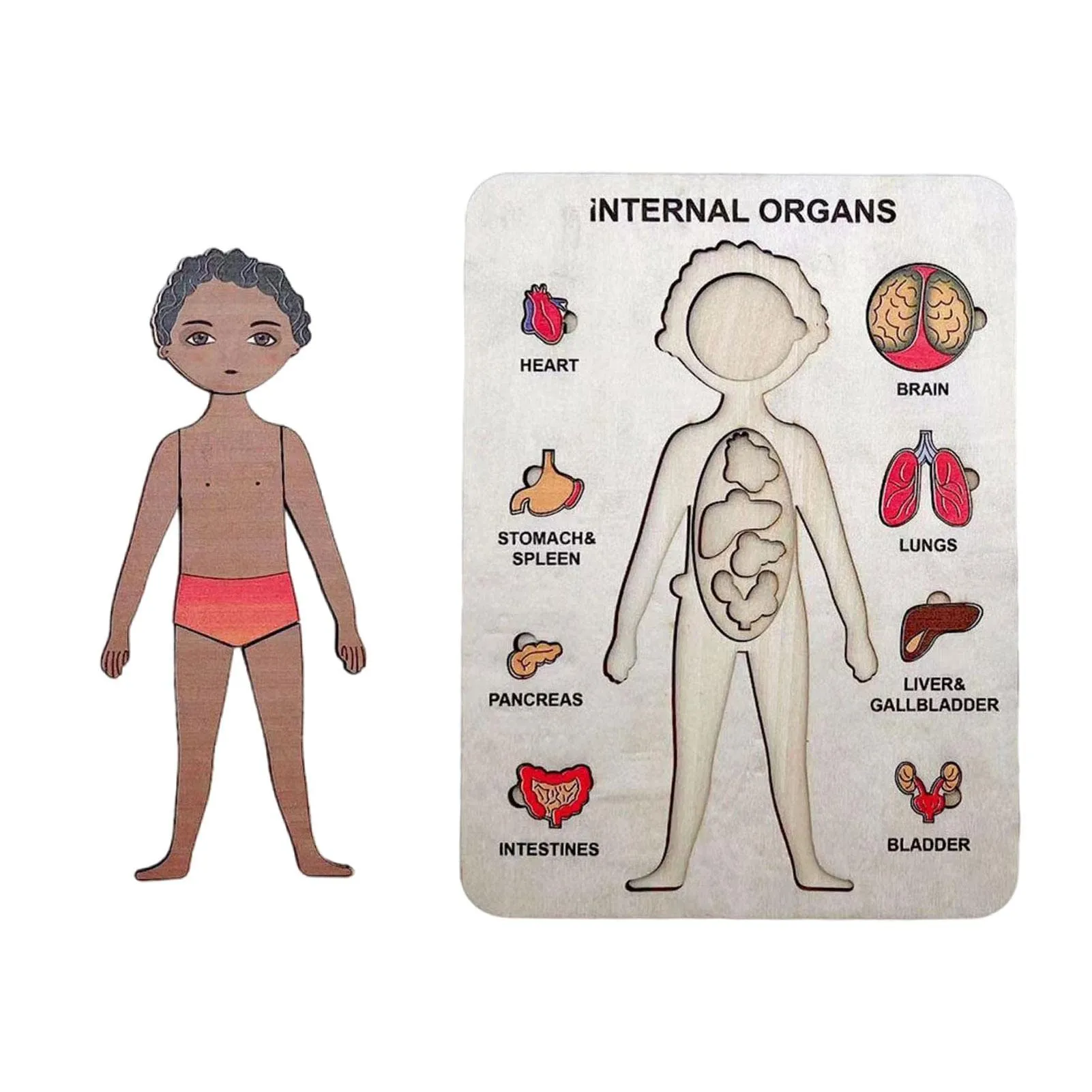 Chenfly Rompecabezas del Modelo del Cuerpo Humano para niños pequeños - Boy  Body Parts Organs Muscles Juguetes,Juguete Partes del Cuerpo anatomía Humana,  Aprendizaje Preescolar : Amazon.com.mx: Juguetes y Juegos