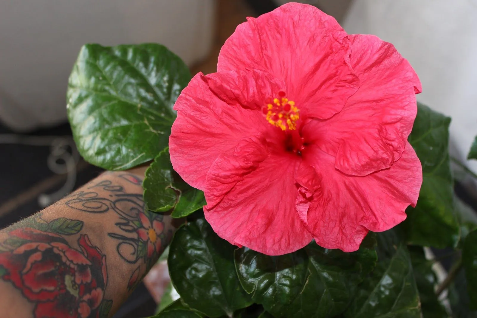 Cherry blossom : Hibisco, dalias y flores de cerezo