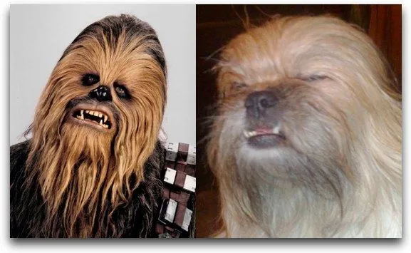 Chewbacca en la vida real (perros parecidos) - Taringa!