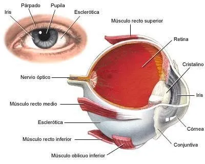 la chica: Las partes del ojo y las del oido