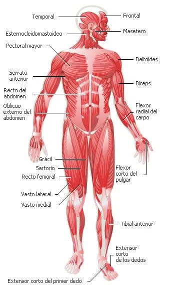 CHICAS E.F.: EL CUERPO HUMANO