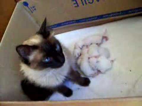 Chichi con sus gatitos - YouTube