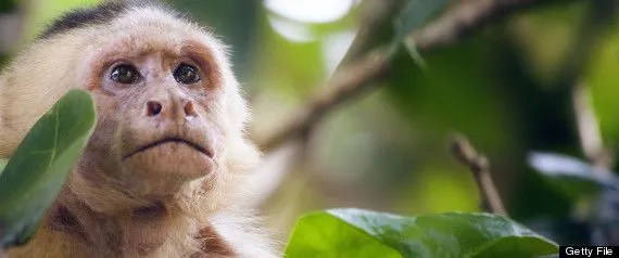 Chico, Capuchin Monkey Beloved By Many In Brazil, Taken From ...