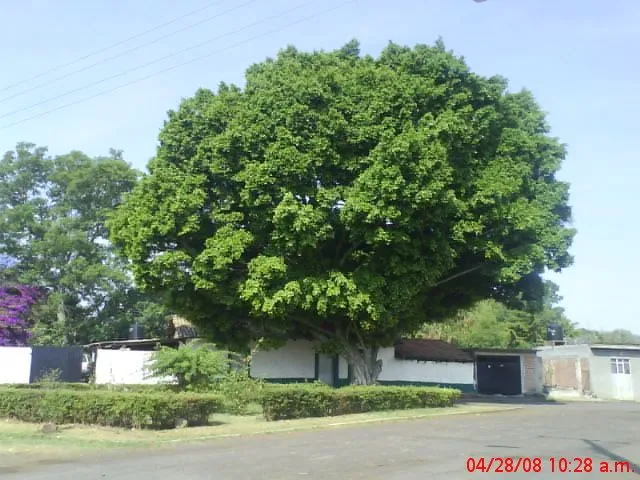 ESTA MAS CHIDO EL ARBOL DE QUEÑA Y MARY