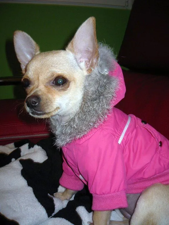 chiguagua (5) | Cuidar de tu perro es facilisimo.