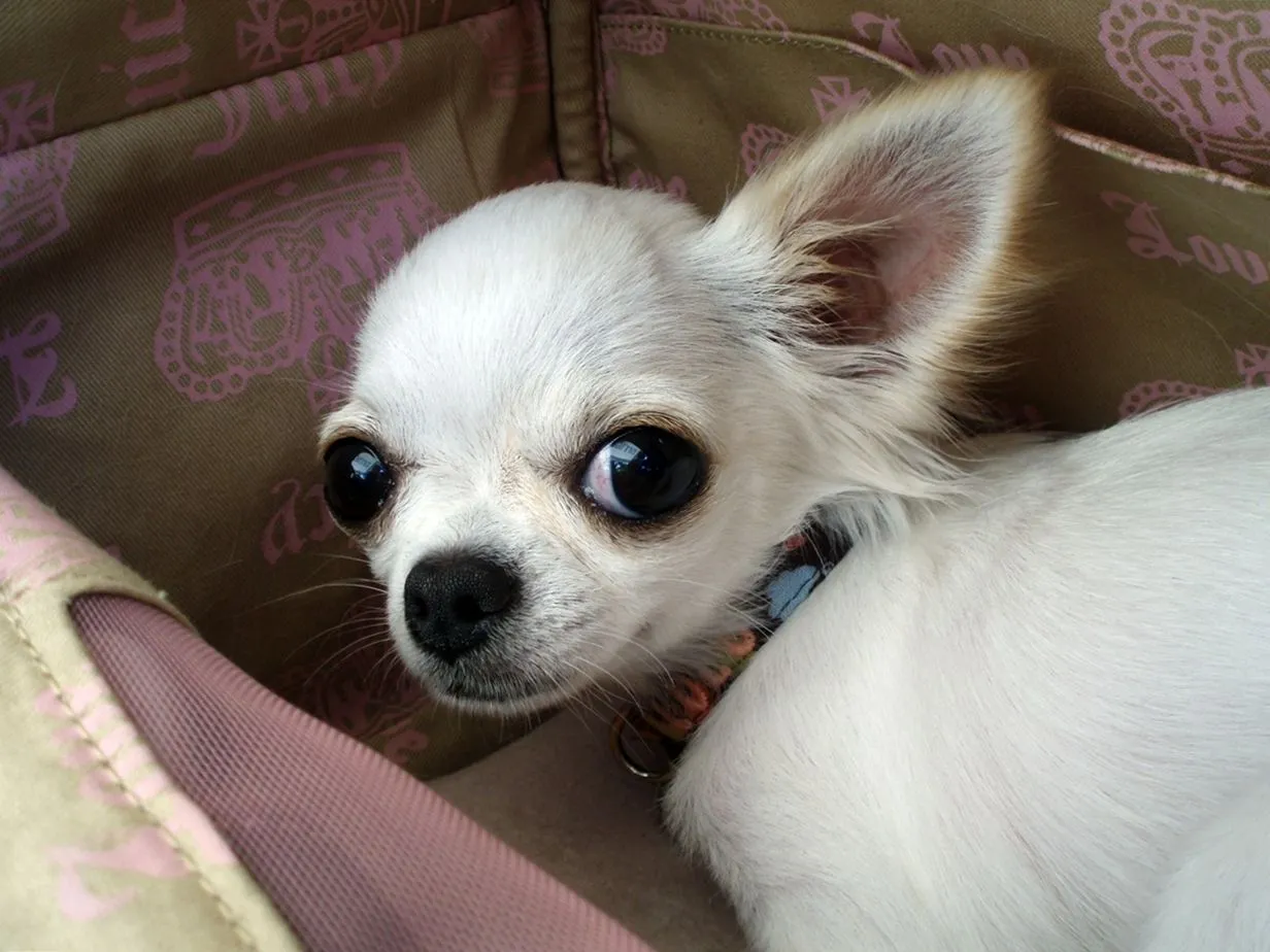 Chihuahua blanco. | Flickr - Photo Sharing!