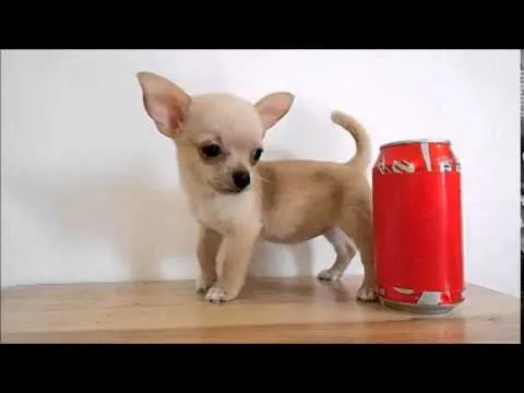 Chihuahua de Bolsillo en Venta - Teacup Chihuahua for Sale - YouTube