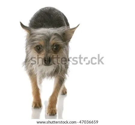 Chihuahua Crossed With Yorkie Mixed Breed Dog Walking Toward ...