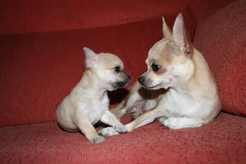 cachorros chihuahua | Cuidar de tu mascota es facilisimo.