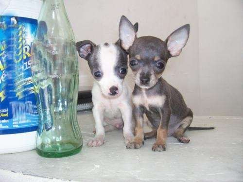 Chihuahuas de bolsillo (miniatura) - Monterrey, Mexico - Animales ...