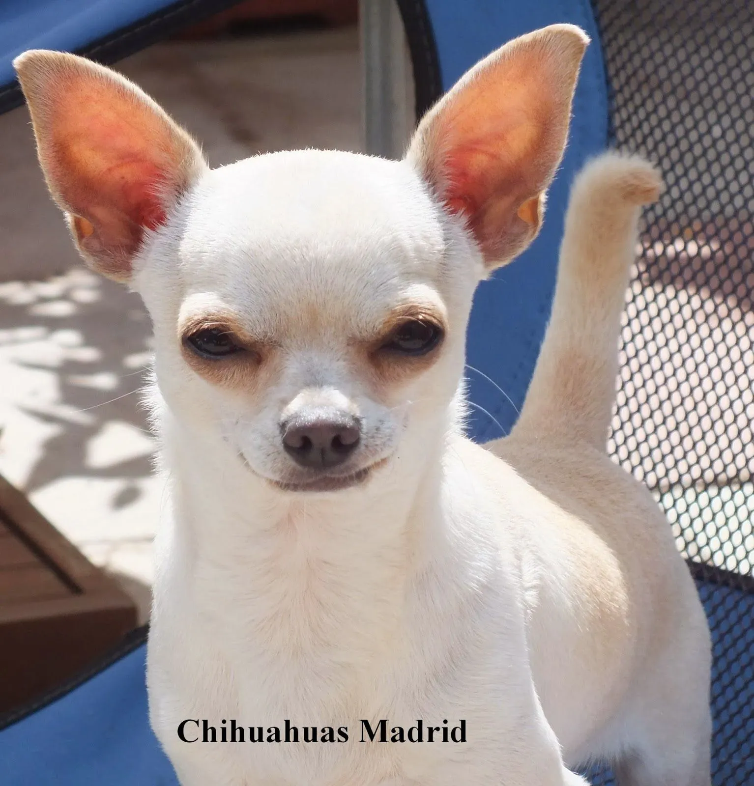 Chihuahuas Madrid: El chihuahua blanco