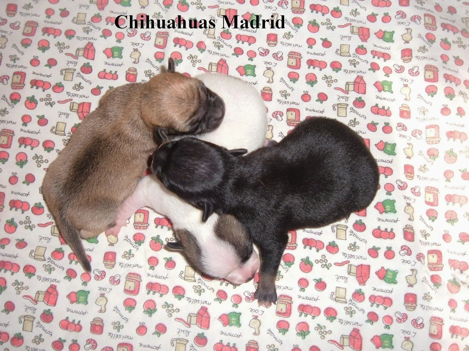 Chihuahuas recien nacidos - Imagui