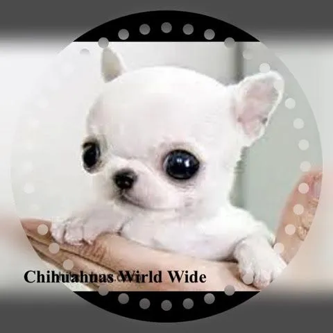 Chihuahuas World Wide: COMO CUIDAR UN CACHORRITO CHIHUAHUA RECIEN ...