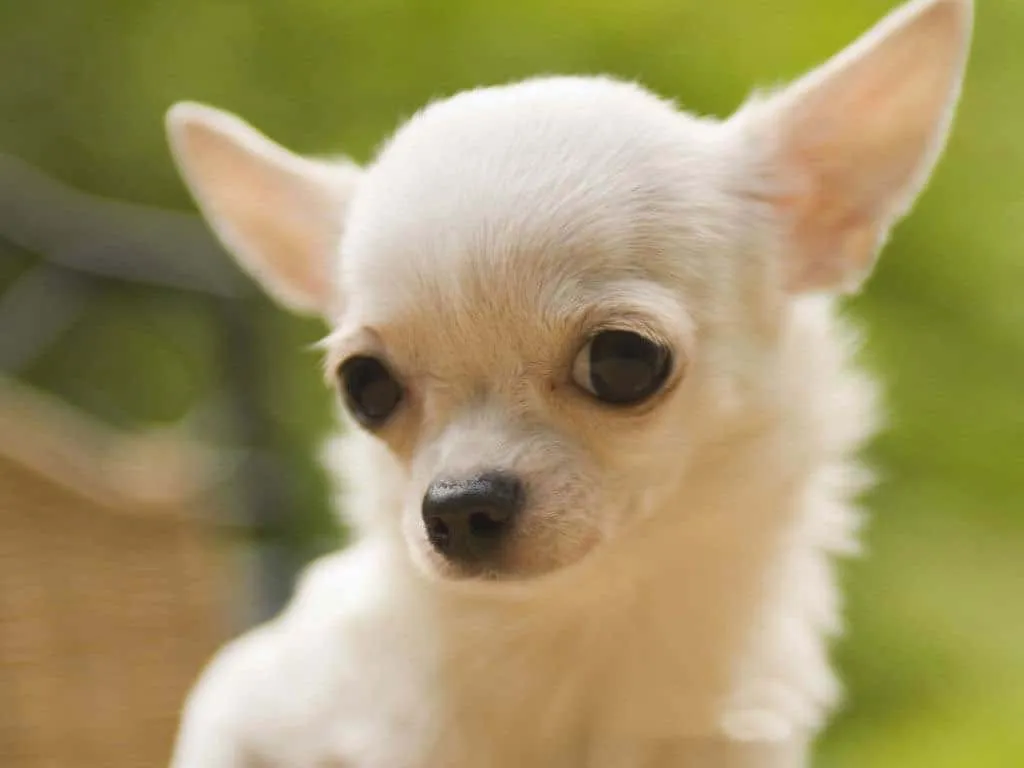 Chihuahueño o Chihuahua - Razas de perros | Mascotas.